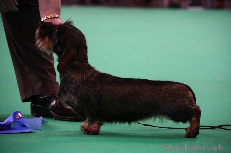 Crufts2011_2 1122.jpg